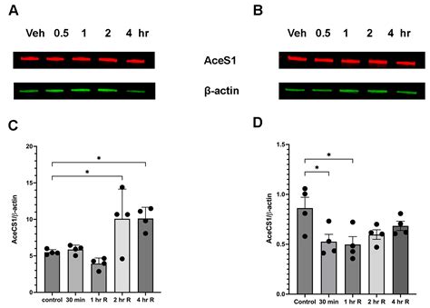 Ethanol Administration in Mice Leads to Sex-Specific Changes in the ...