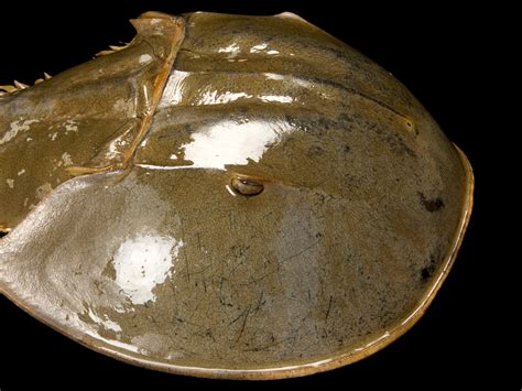 Horseshoe Crab Taxonomy