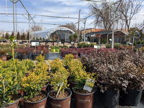 Plant Nursery – Page 2 – Dallas Stone Yard and Landscape Supply ...