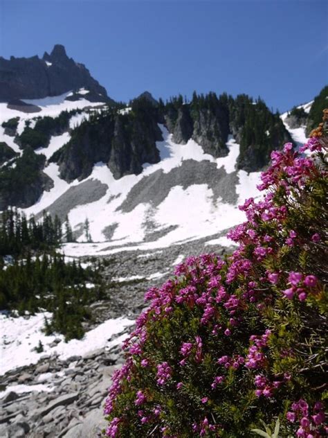 Washington Wildflowers , Marchesi Centre, Windermere, 27 January 2024 ...