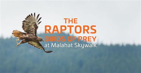 The Raptors Birds Of Prey At Malahat Skywalk, 901 Trans-Canada Highway ...