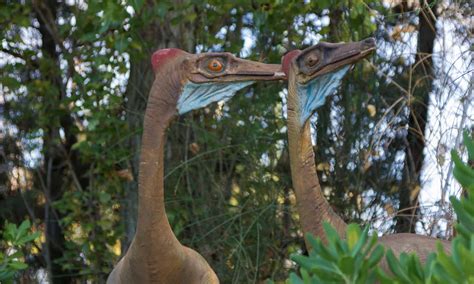 Ornithomimus Animal Facts - A-Z Animals