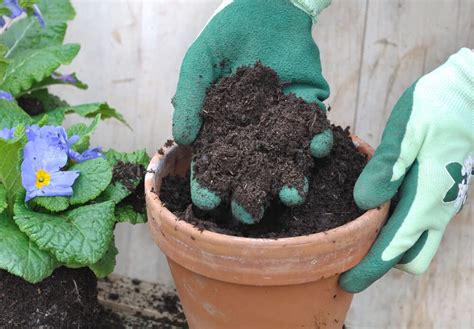 How to Grow Larkspur Flowers – Ugaoo