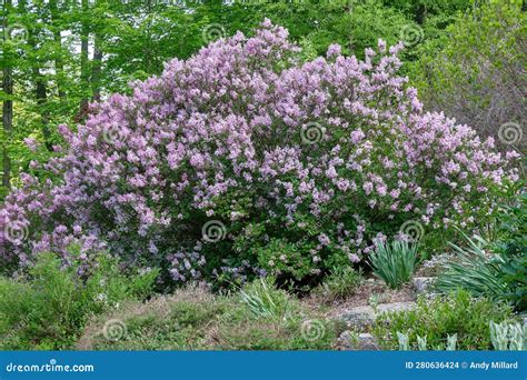 Dwarf or Korean lilac bush stock photo. Image of flora - 280636424