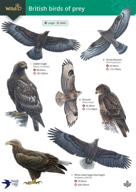 Raptors | Fold-out identification guide | Field Studies Council