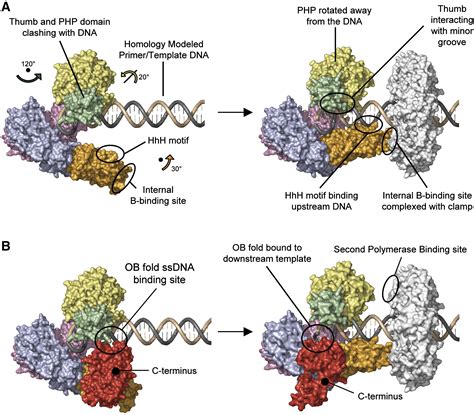 The Structure of T. aquaticus DNA Polymerase III Is Distinct from ...