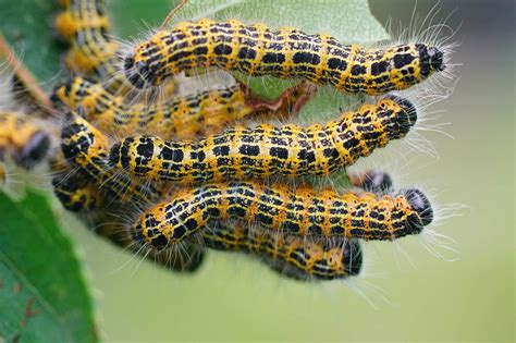 20 Types of Caterpillars in Louisiana