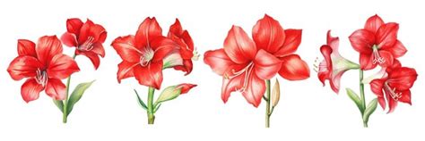 Watercolor Gladiolus Vectors & Illustrations for Free Download | Freepik