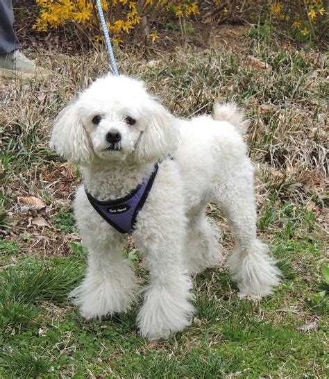 Critter Cavalry Rescue (CCR) (@crittercavalry) • Instagram photos and ...