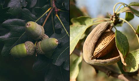 Tree Life Cycle 的图像结果