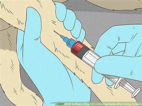 Stop Dogs Urinating Inside 的图像结果
