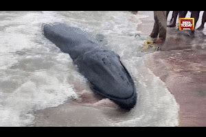 Video of 2-tonne whale calf carcass washed ashore at Pamban beach ...
