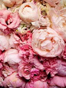 Peony Wallpaper by Peony Wallpapers Wallpaper Cave Peony Wallpaper