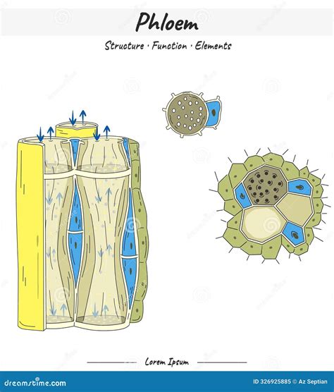 Xylem Structures And Elements Illustration With Text | CartoonDealer.com #324439762