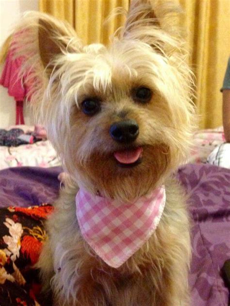 blonde hair yorkie