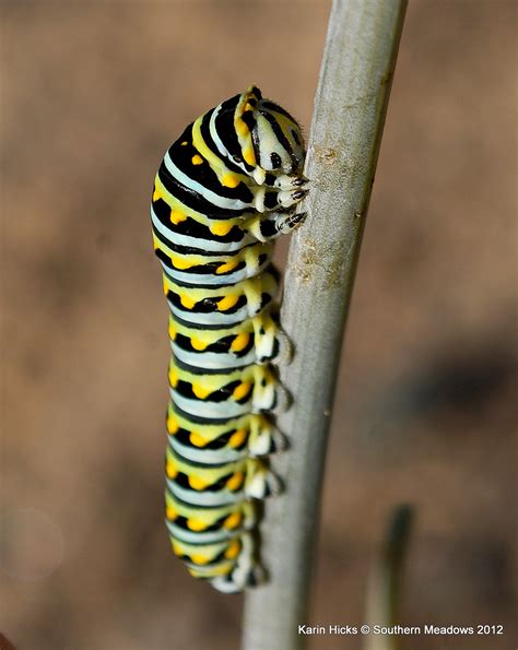 A Close Look at the Black Swallowtail Caterpillar