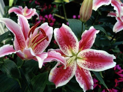Oriental Lily Care and Propagation Instructions