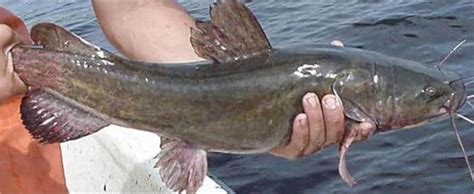 पंजाब में प्रतिबंध के बावजूद जम्मू कश्मीर में भेजी जा रही खतरनाक मंगूर ...