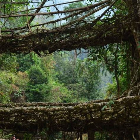 Double Decker Living Root Bridge Sightseeing - Be An Explorer