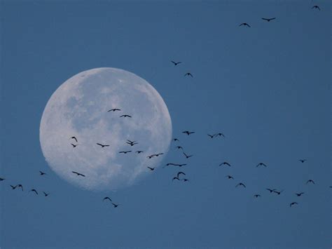 Birding Hot Spots & Days – naturetrail