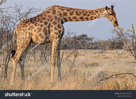 Adaptation Of Giraffe