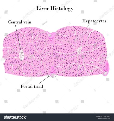 Liver Histology Liver Structure Showing Portal: ภาพประกอบสต็อก ...