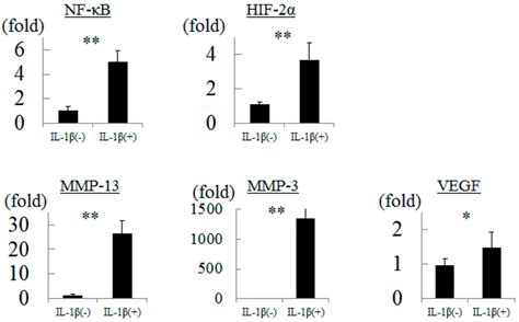 Hydrostatic Pressure Influences HIF-2 Alpha Expression in Chondrocytes