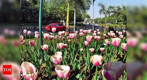 Covid effect: Dutch plants to go into 1-week quarantine in Delhi ...