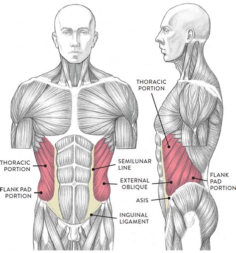 Pulled Muscle In Lower Abdomen Left Side at Donald Lyman blog
