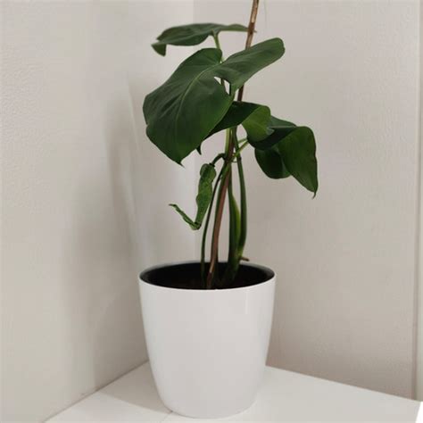Monstera Deliciosa | www.farmstudio.co.in