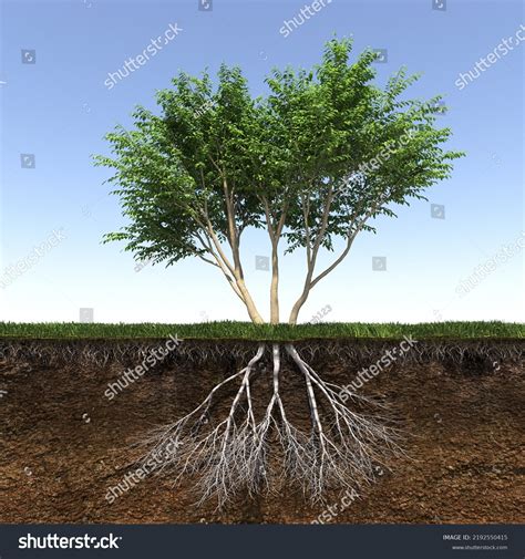 How Deep To Tree Roots Grow at Regena Rudolph blog