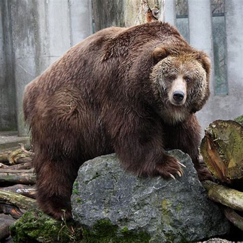 Biggest Grizzly Bear In The World