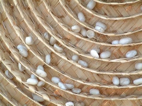 How To Process Silkworm Cocoons at Spencer Neighbour blog
