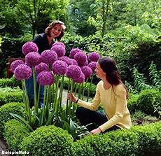 piantare aglio in vaso aglio gigante allium giganteum 30 semi pacco aglio piantare aglio in vaso aglio gigante allium giganteum 30 semi pacco aglio