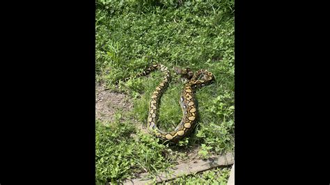 Image result for Giant Python Caught