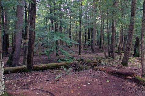 Nature Forest 的图像结果