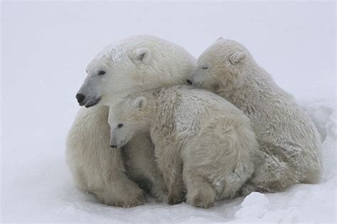 Polar bear | Behaviours - WWF Arctic