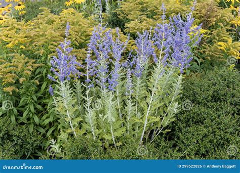 Perovskia Purple Flowers Or Russian Sage Plant Nature Background Stock ...