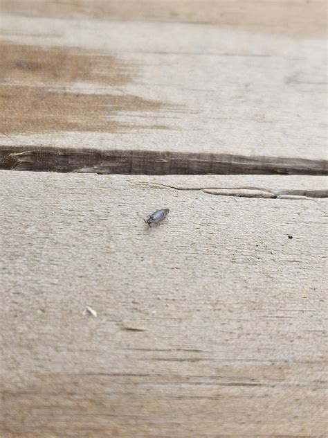 Little crawlers : r/whatbugisthis