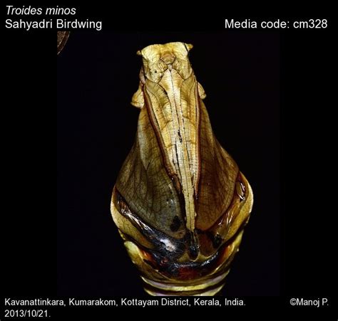 Troides minos | Butterfly