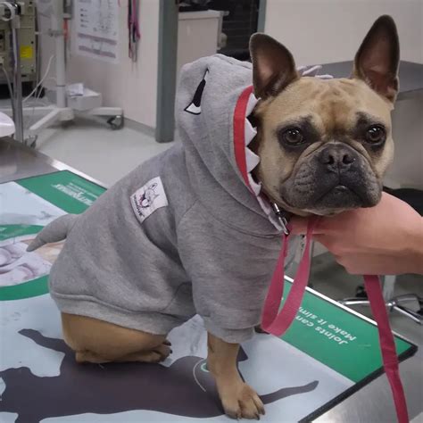 About North Avenue Animal Hospital | Vet In Chicago, IL