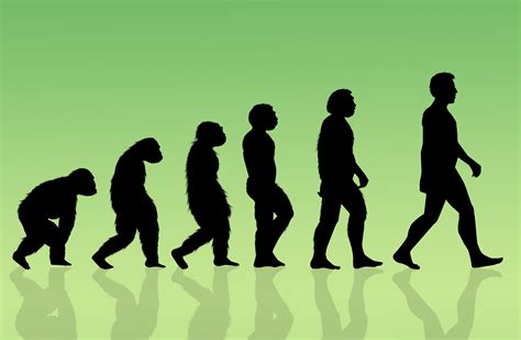 First Human Evolution 的图像结果