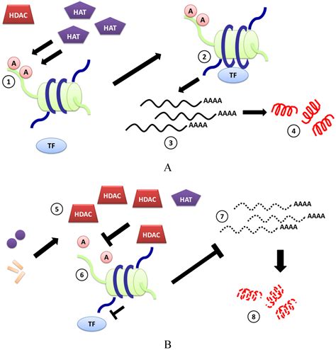 Augmentation of Cationic Antimicrobial Peptide Production with Histone ...