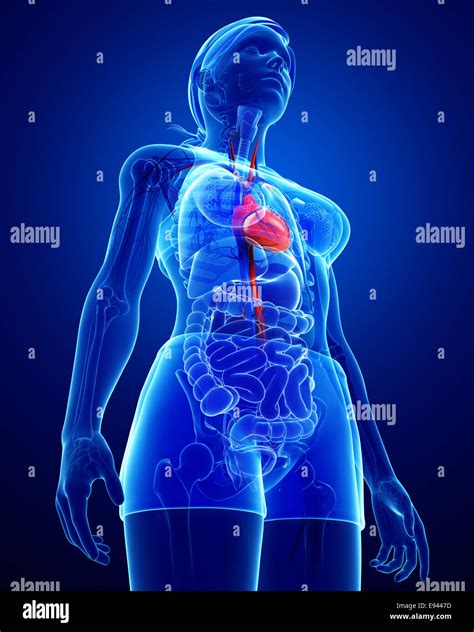 Illustration of Female heart anatomy Stock Photo - Alamy