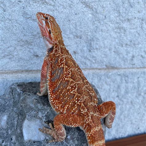 Red Blue Bar Central Bearded Dragon by Reptile Deli - MorphMarket