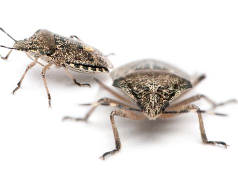PestNow Blog | The Importance of Quarterly Pest Control | PestNow