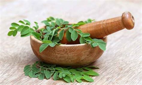 manfaat jus daun kelor madu jeruk nipis