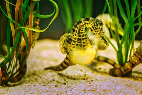 10 Fun Facts About Seahorses for Kids