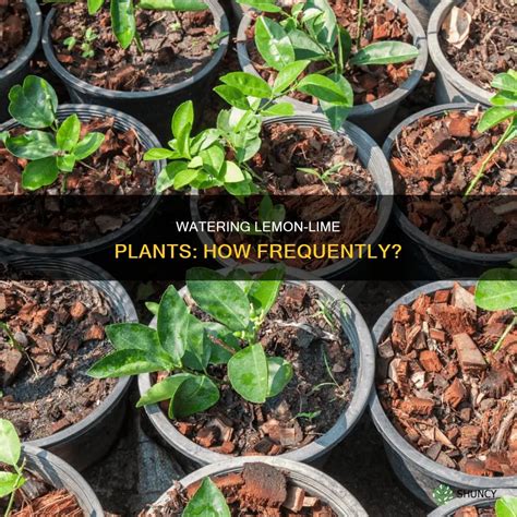 Watering Lemon-Lime Plants: How Frequently? | ShunCy