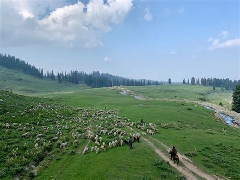 Upgrade of Infra, Health Facilities Led to Loss of Forest Cover in Hill ...